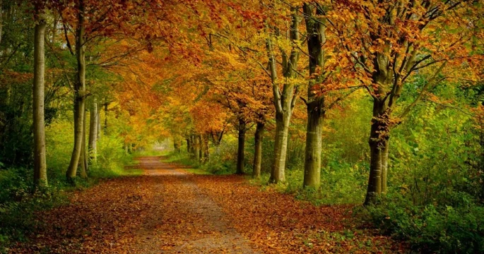 World Mental Health Day 2022 Mental Health First Aiders